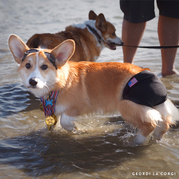 happy corgi photo