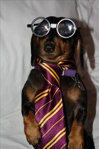 harry potter dachshund