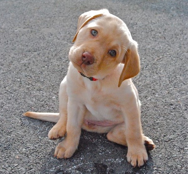 The 24 Most Important Labrador Photos Of All Time