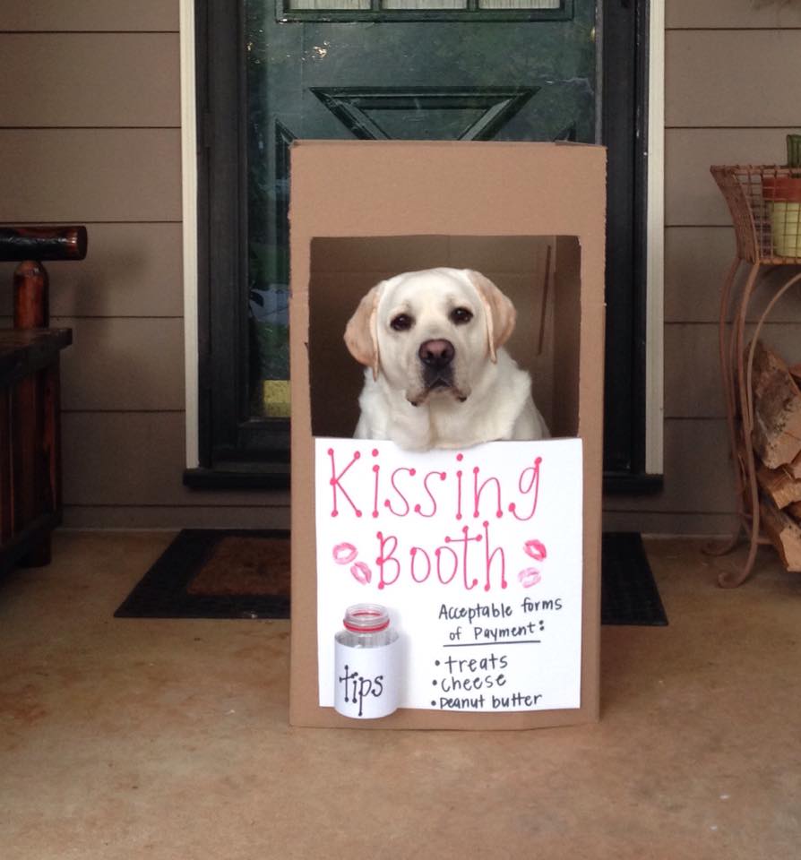kissing booth labrador