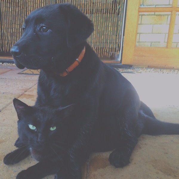 lab puppy and cat
