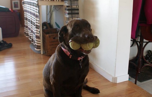 labrador and balls