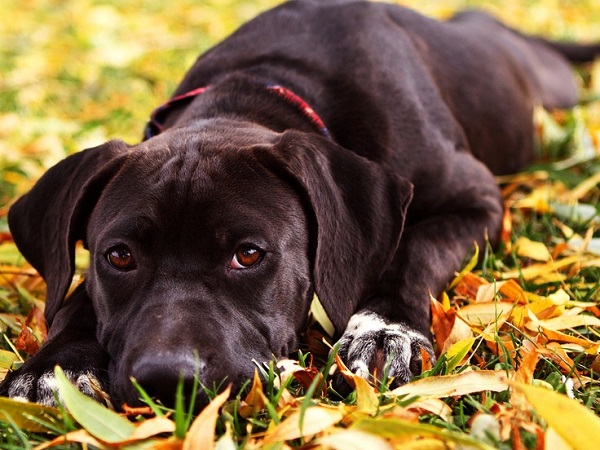labrador fall autumn
