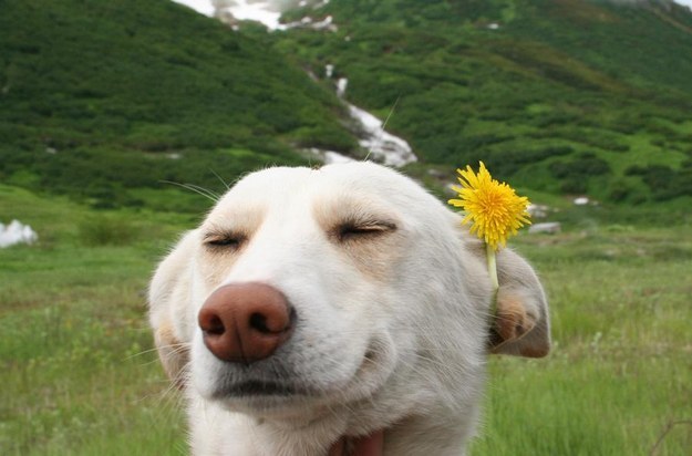 labrador flower