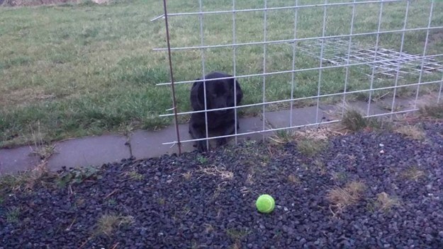 labrador puppy and ball
