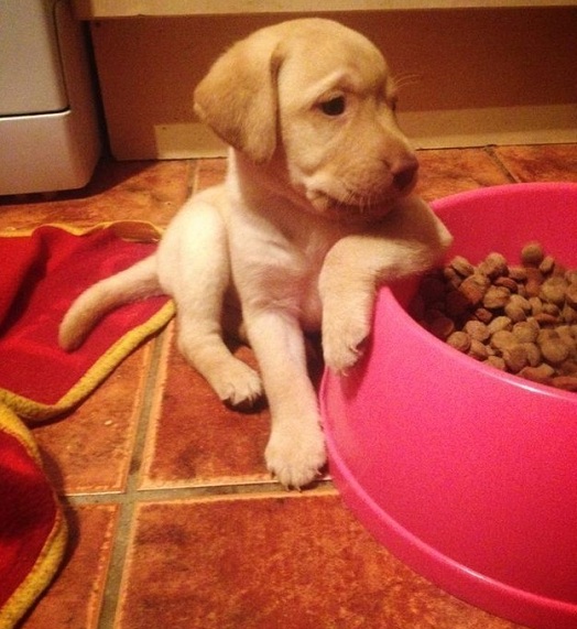 labrador puppy bowl