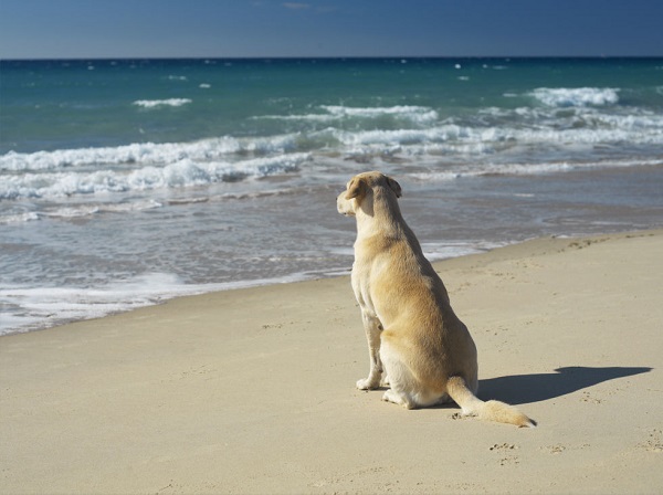 labrador think beach ocean