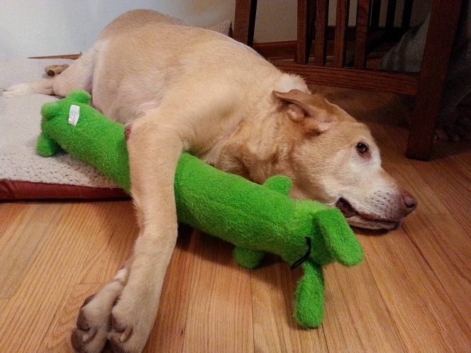labrador toy