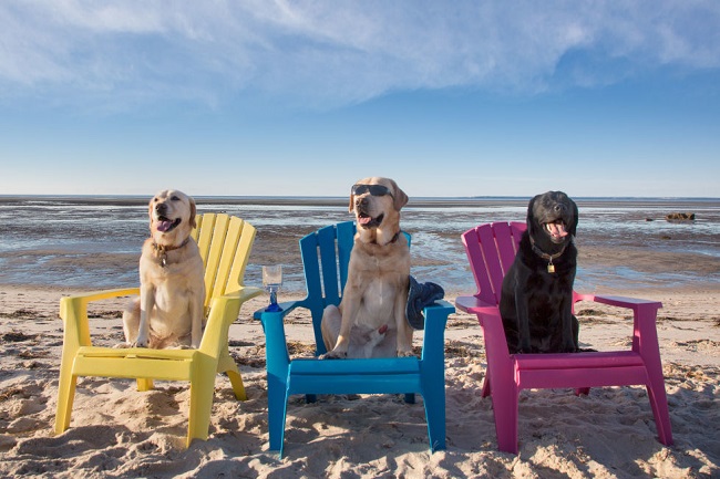 labradors beach photo