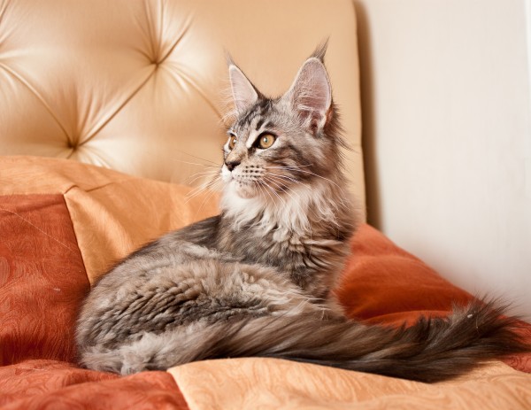 maine coon, cat, sitting pics