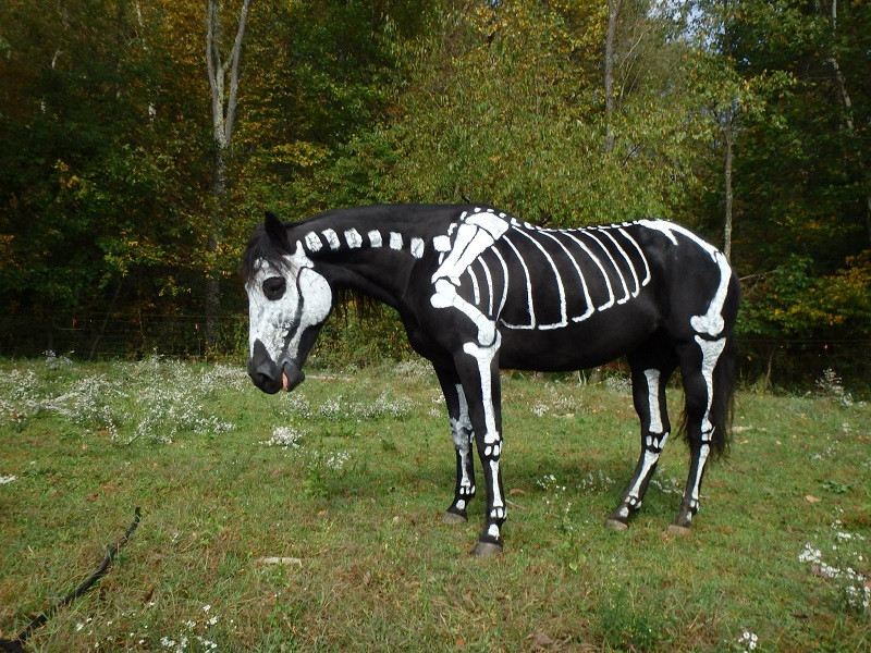 painted horse