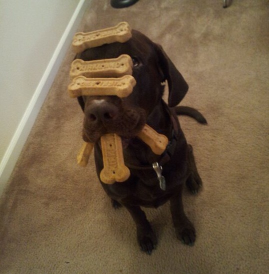 patient Chocolate Lab