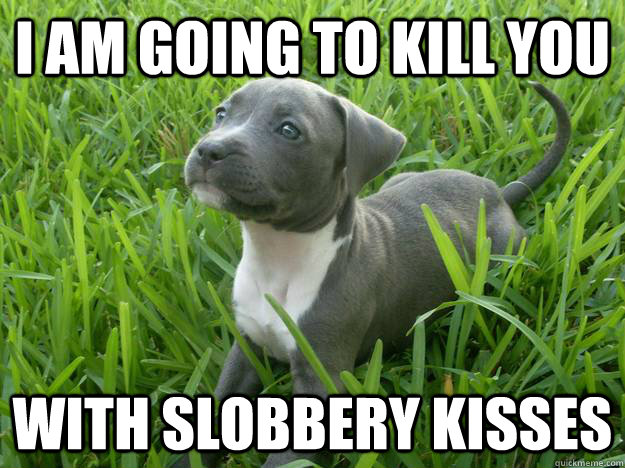 10 Reasons Staffordshire Bull Terriers Are The Worst Breed EVER 9 pit bull puppy meme