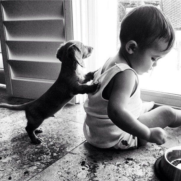 15 Things Your Dachshund Can Do For You 13 playful dachshund kid