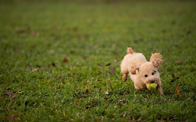 poodle dog playing