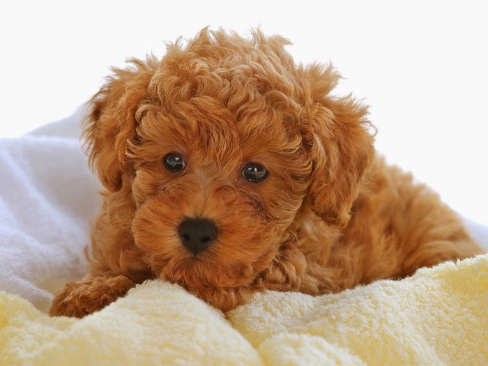 98 Most Popular Poodle Dog Names