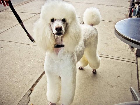 poodle dog white pics