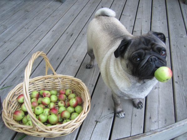 pug and apple