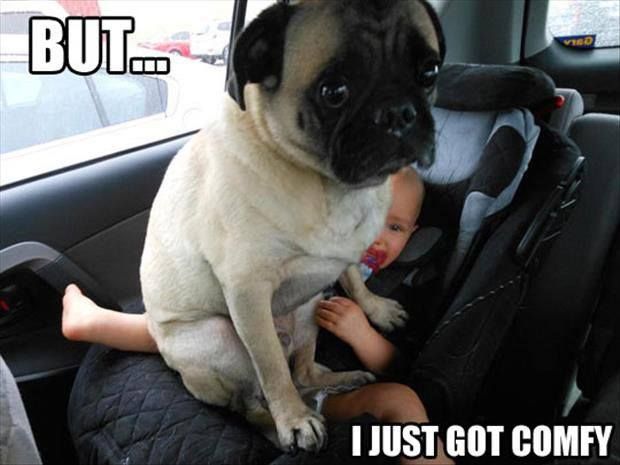 pug and baby