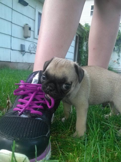 pug and shoelaces