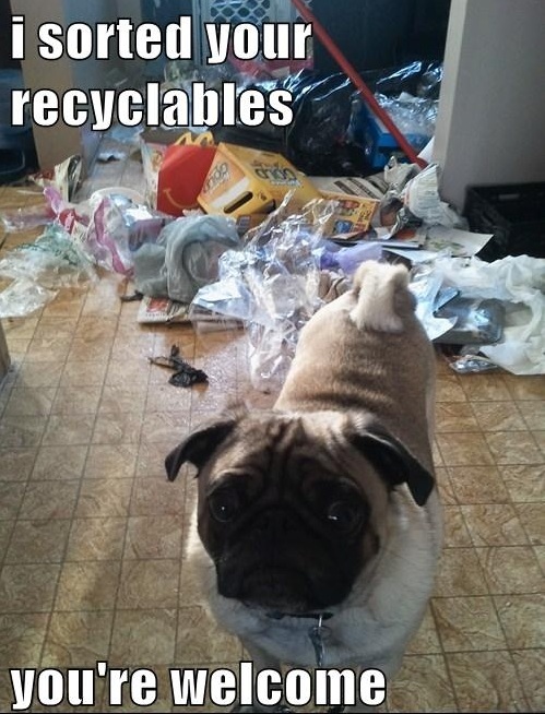 pug and trash