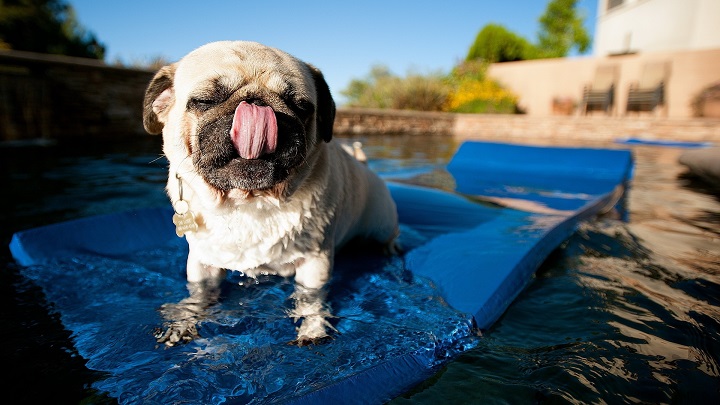pug, dog, pet, wallpaper swim