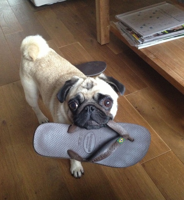 pug with slippers