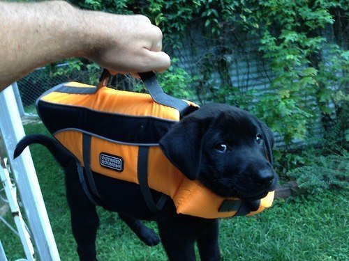puppy handbag
