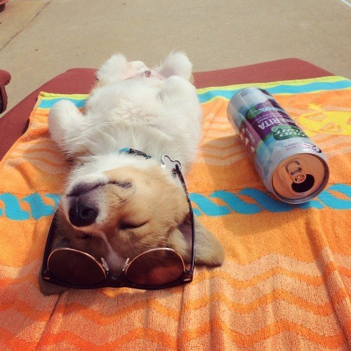 resting corgi funny