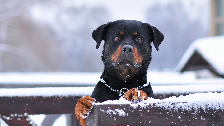 rottweiler, dog fence winter