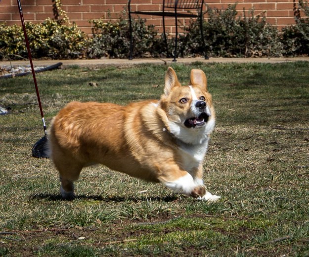 running corgi photo