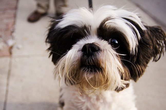 shih tzu awesome face