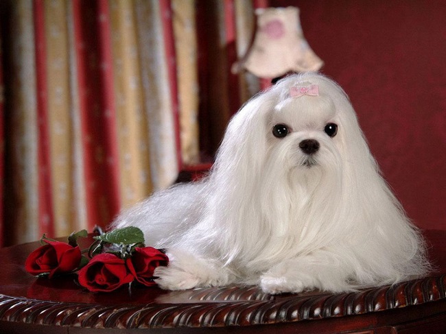 8 Facts About Shih Tzu You Didn’t Know 4