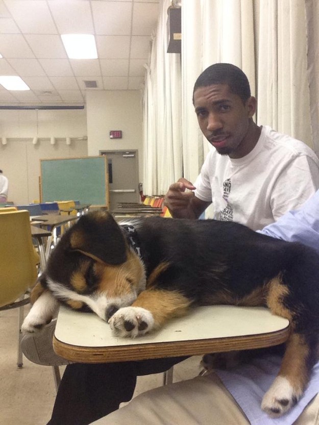 sleeping funny corgi