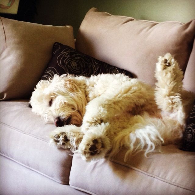sleeping goldendoodle
