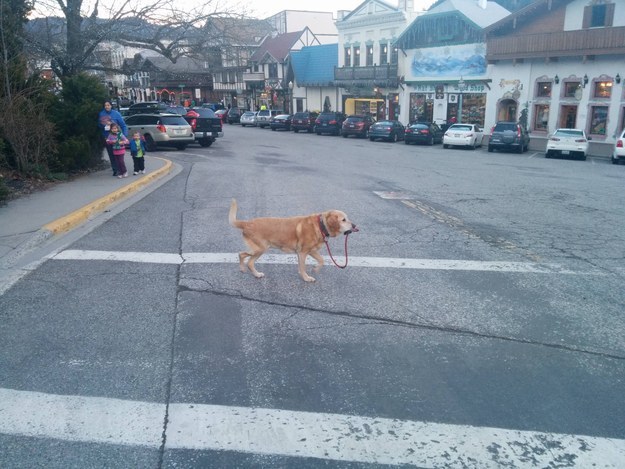 smart labrador