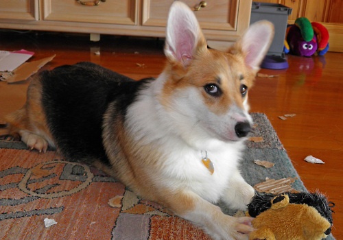 10 Reasons Corgis Are The Worst Breed EVER 1 suspicious corgi dog
