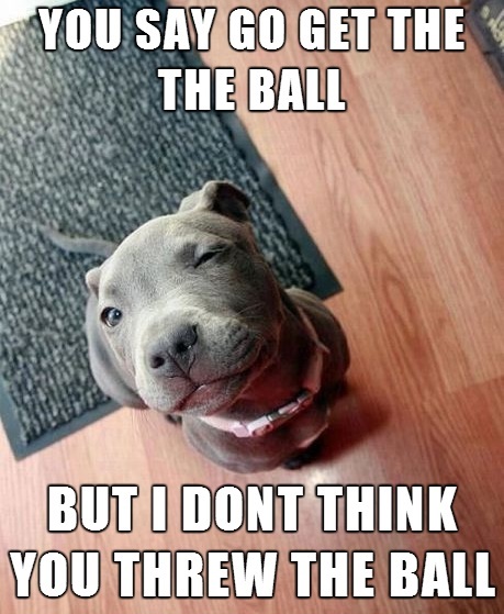 10 Reasons Staffordshire Bull Terriers Are The Worst Breed EVER 7 suspicious pit bull