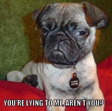 suspicious pug