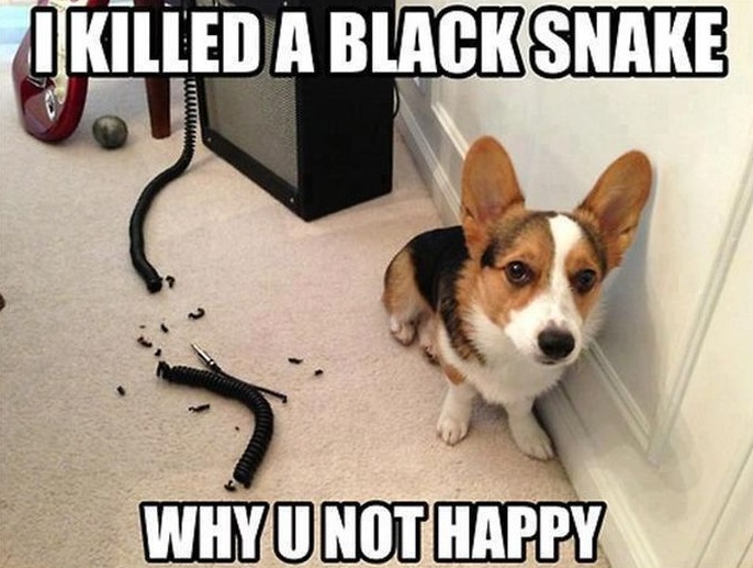 10 Reasons Corgis Are The Worst Breed EVER 3 violent corgi funny