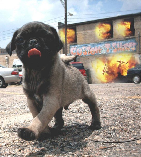 violent pug