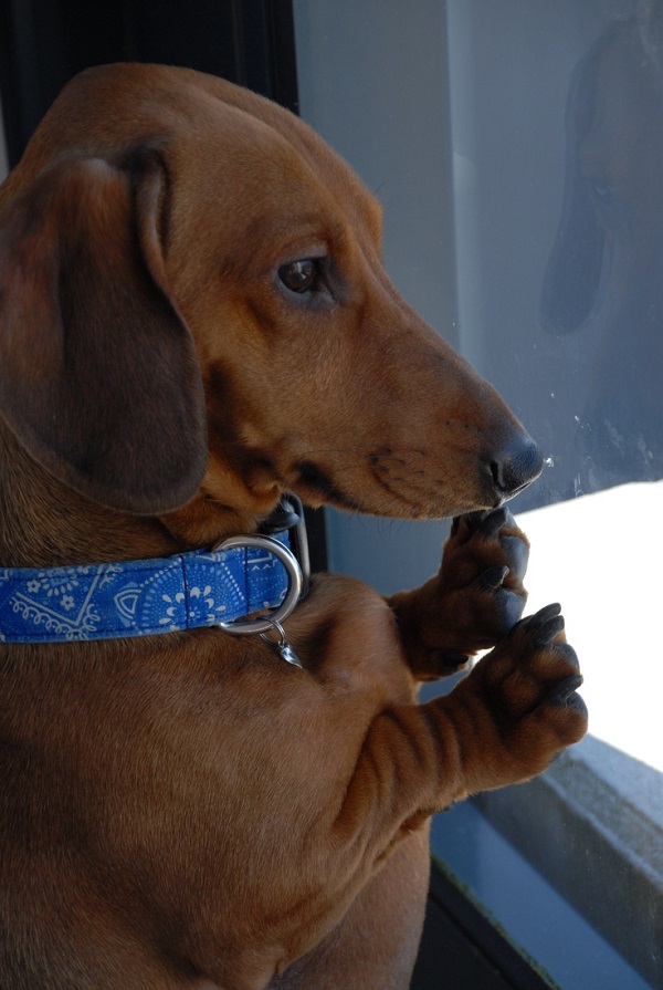 15 Things Your Dachshund Can Do For You 15 waiting dachshund