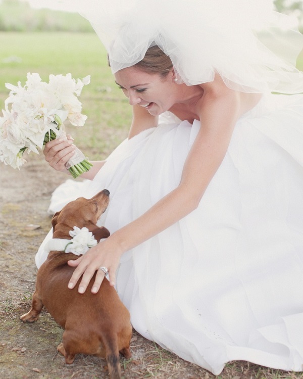 15 Things Your Dachshund Can Do For You 5 wedding dachshund woman