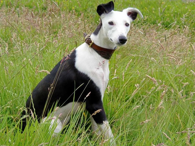 whippet, dog, beautiful