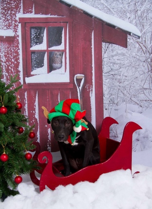 winter labrador