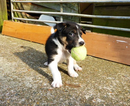 Border Collie puppy ball