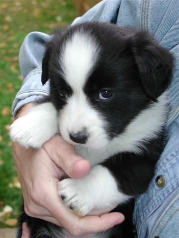 Border Collie puppy in hands