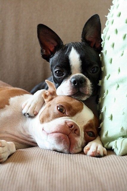 Boston Terriers cuddle