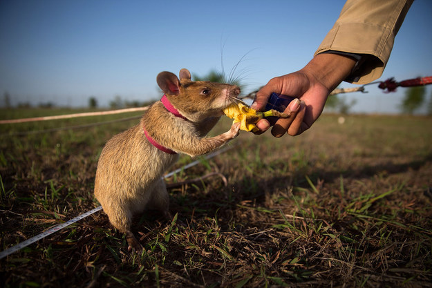 15 Stories About Animals – Soldiers Of Their Countries 14 Cambodian rats