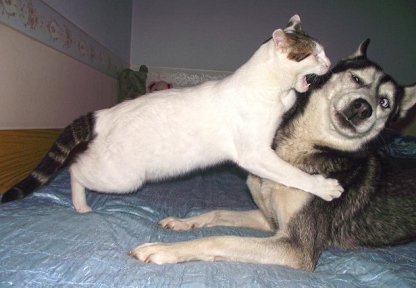 Cat fight Husky image